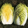 Chinese Cabbage Seeds - Richi F1