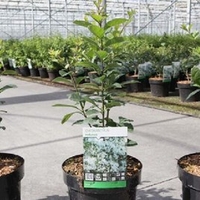 Chinonanthus Retusus Plant