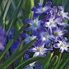 Chionodoxa Bulbs - Blue Giant
