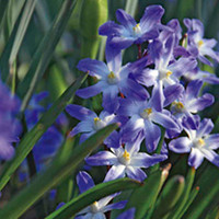 Chionodoxa Bulbs - Blue Giant