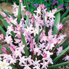 Chionodoxa Bulbs - Pink Giant