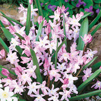 Chionodoxa Bulbs - Pink Giant