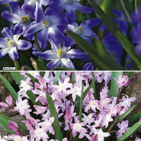 Chionodoxa Bulbs - Twin Pack