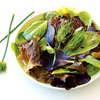 Chive Plants - Cha Cha