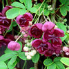 Chocolate Vine Plant