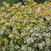 Choisya Goldfingers
