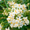 Choisya Plant - Aztec Pearl
