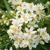 Choisya Plant - Aztec Pearl
