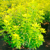 Choisya Plant - Sundance