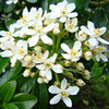 Choisya Plant - Ternata