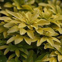 Choisya Plant - Ternata Sundance