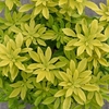 Choisya Sundance
