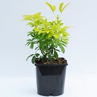 Choisya Sundance