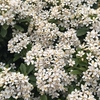 Choisya Ternata