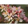 Choisya ternata Plant - Apple Blossom