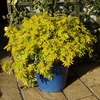 Choisya ternata Plant - Goldfingers