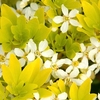 Choisya ternata Plant - Sundance