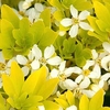 Choisya ternata Plant - Sundance