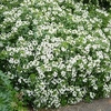Choisya ternata Plant