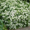 Choisya ternata Plant