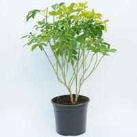 Choisya Ternata Sundance - Standard 50cm Stem Plant