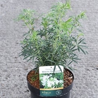 Choisya Ternata White Dazzler