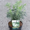 Choisya White Dazzler Patio