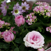 Christmas Bouquet - Pink