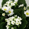Christmas Bouquet - White