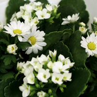 Christmas Bouquet - White