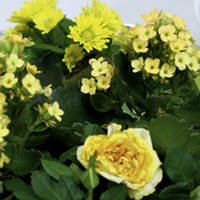 Christmas Bouquet - Yellow