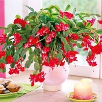 Christmas Cactus - Red