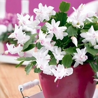Christmas Cactus - White