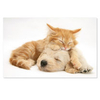 Christmas Cuddle Christmas Cards
