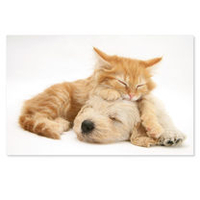Christmas Cuddle Christmas Cards