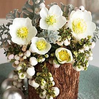 Christmas Rose Plant