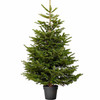 Christmas Tree - Nordmann Fir