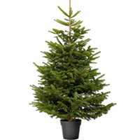Christmas Tree - Nordmann Fir
