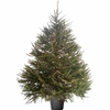Christmas Tree - Norway Spruce
