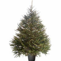 Christmas Tree - Norway Spruce