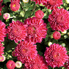 Chrysanthemum Plant - Cool Igloo