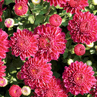 Chrysanthemum Plant - Cool Igloo