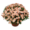 Chrysanthemum Plant - Dreamstar Midas