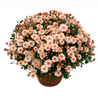 Chrysanthemum Plant - Dreamstar Midas