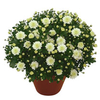 Chrysanthemum Plant - Dreamstar Ossa
