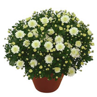 Chrysanthemum Plant - Dreamstar Ossa