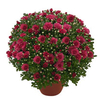 Chrysanthemum Plant - Dreamstar Pan Lilac