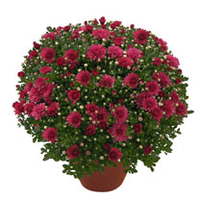 Chrysanthemum Plant - Dreamstar Pan Lilac