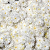Chrysanthemum Plant - Frosty Igloo