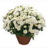 Chrysanthemum Plant - Kibul